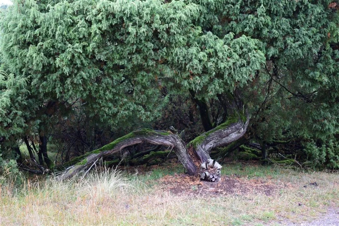 G21.4 bramslev bakker restaurant lunch fri 21 jul (3)